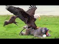 Eagle vs Warthog, Monkey,  Eagles Too Dangerous Catch Baby Warthog, Daring Baboon Herd Rescue Fails