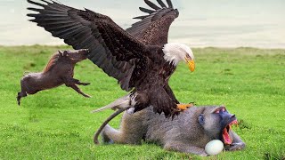 Eagle vs Warthog, Monkey,  Eagles Too Dangerous Catch Baby Warthog, Daring Baboon Herd Rescue Fails by SKY Animal 73,599 views 3 years ago 3 minutes, 18 seconds