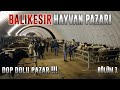 BALIKESİR HAYVAN PAZARINDA FİYATLAR NASIL ? BÖLÜM 1