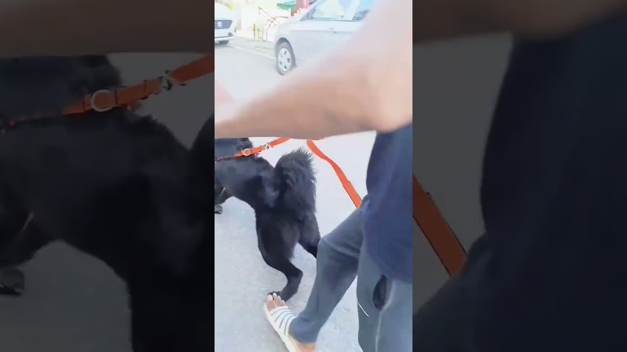 MoWgLi 241 | 30 Kg MoWgLi 9 months 