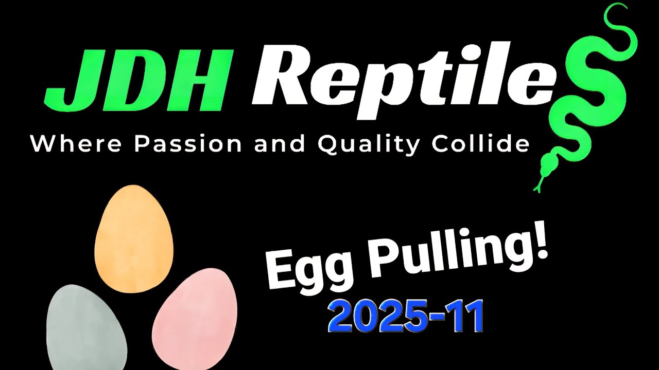 Egg Pulling Clutch 11 - Monarch...