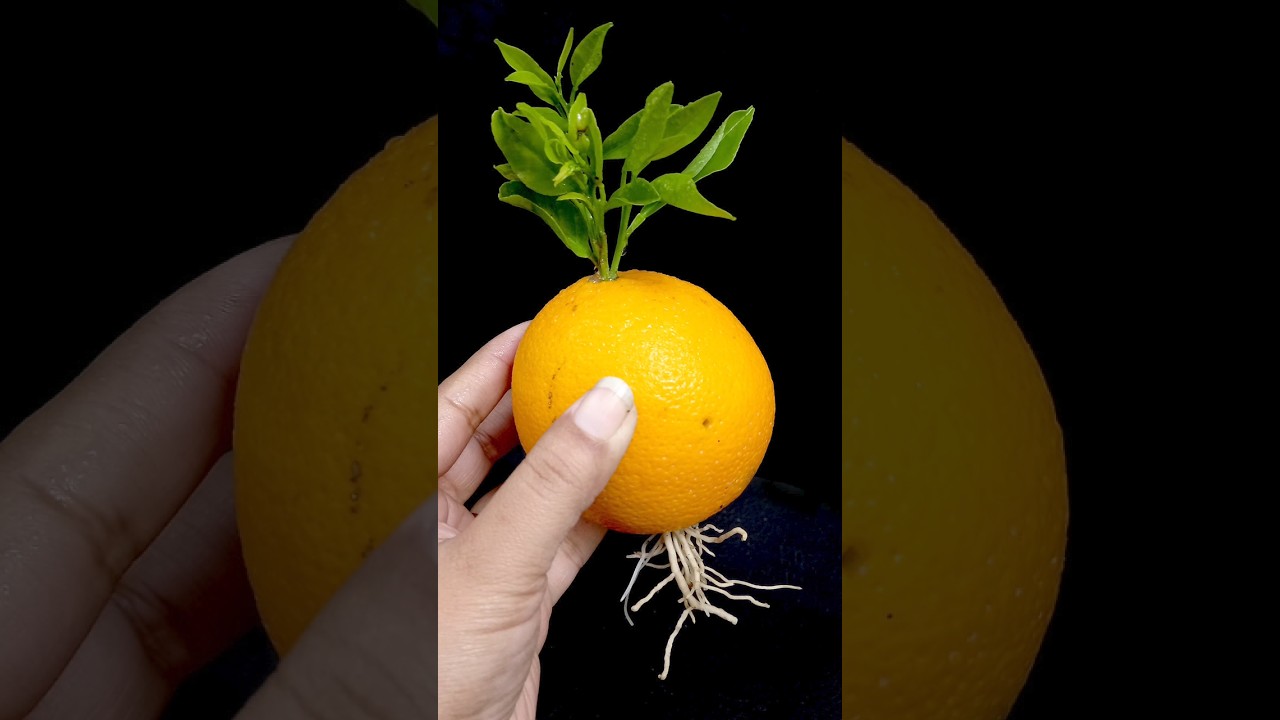 Как вырастить растение Мальта из черенков, используя плоды Мальты в воде с луком и алоэ вера.