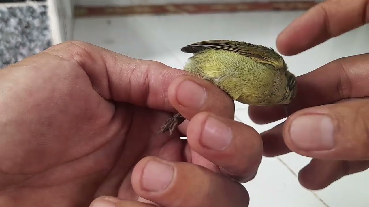 chim hút mật xác pháo phân biệt trống mái chuẩn 100%