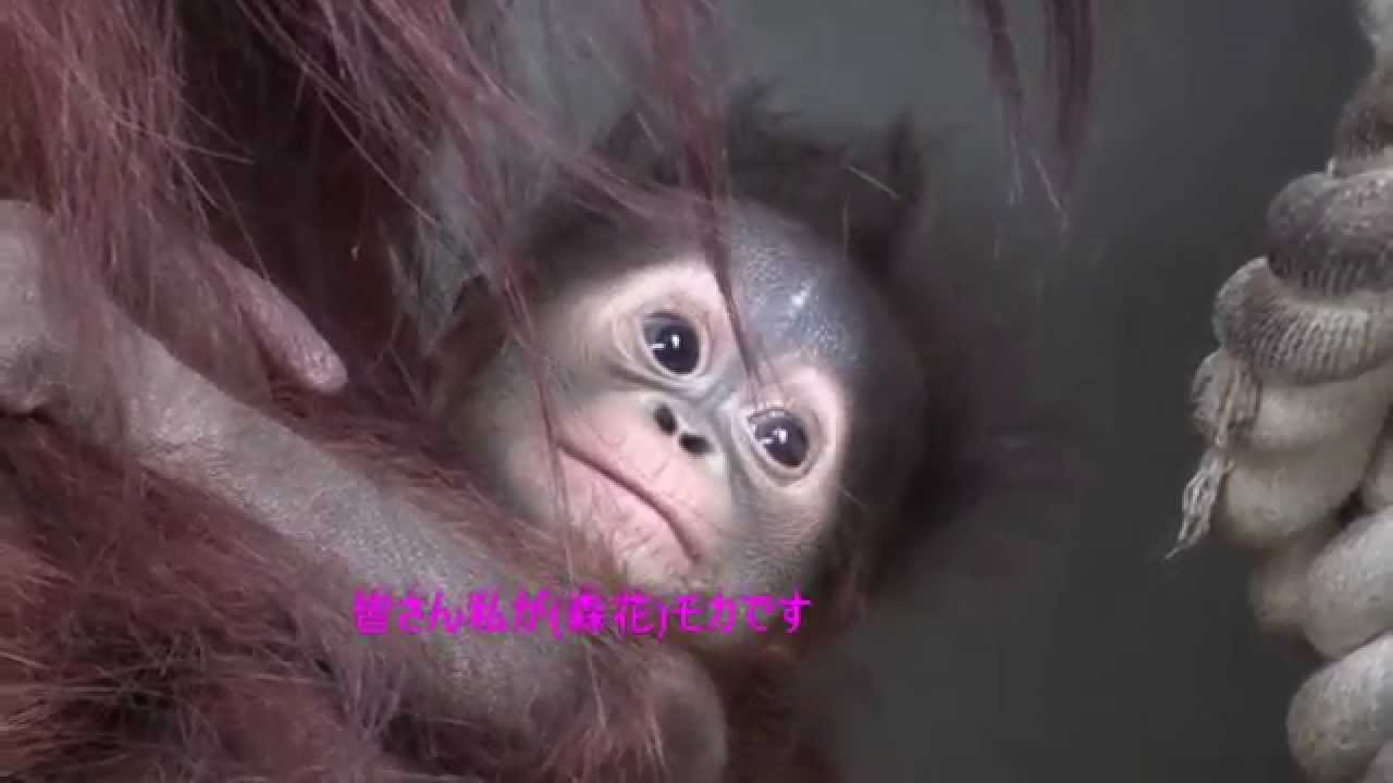 オランウータン赤ちゃんの愛称発表 旭山動物園 Orangutang Youtube