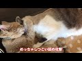 【チョイ撮りボンちゃん】ボンちゃんが突然とらちゃんを舐めだした!?