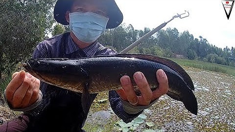 Câu Ca Lóc, Test Lưỡi Móng Heo Lai, Hành Trình Săn Hugo 1.