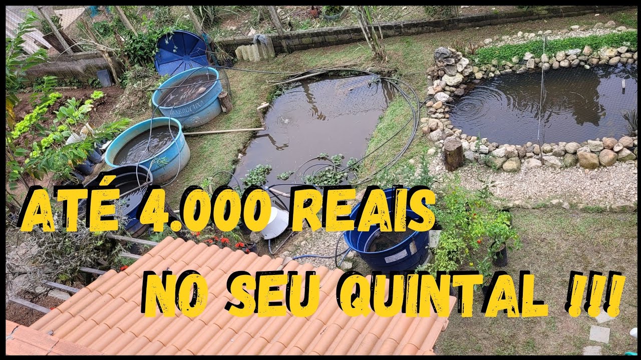 Tire a Conclusão... Sitio pequeno da lucro ou Não  *300 metros* #sustentabilidade @TILAPIAMinhaVida