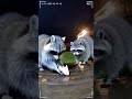 🦝🍞 Raccoon Shares Bread With Another Raccoon — Caught on CCTV!