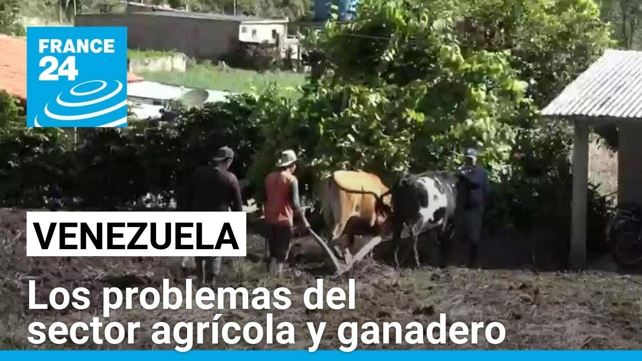 Venezuela: sectores ganadero y agrícola, afectados por la falta de ...