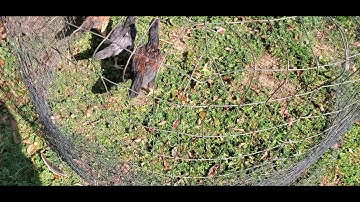 Me Nyuam Qaib Update