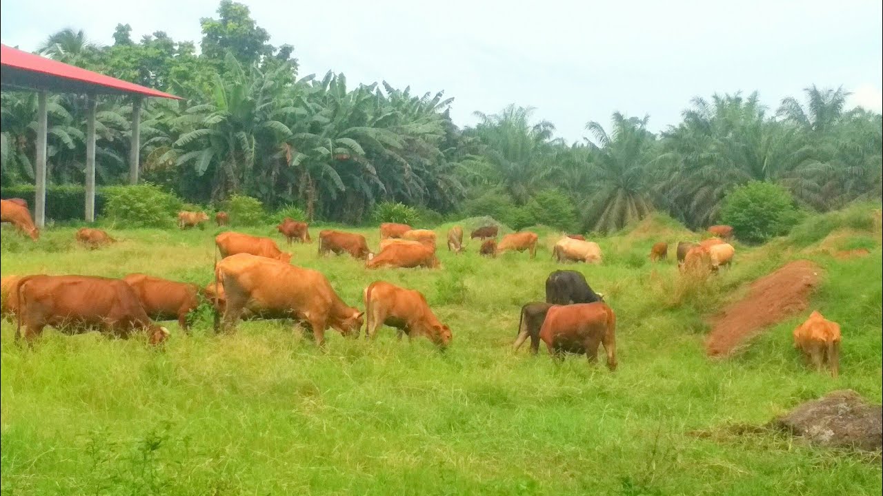 Cows In A Ranch Cows ranch π Ranching round-up grazing cow - YouTube