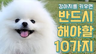 강아지를 키우면 반드시 해야할 10가지 (강아지키우는방법)