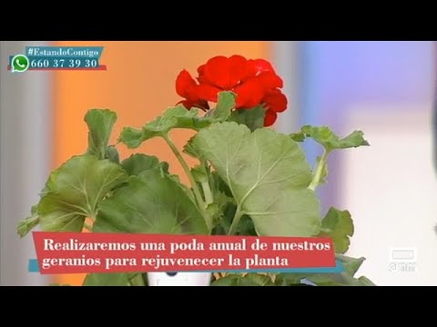 Video: Cómo cultivar algas: 10 pasos (con imágenes)