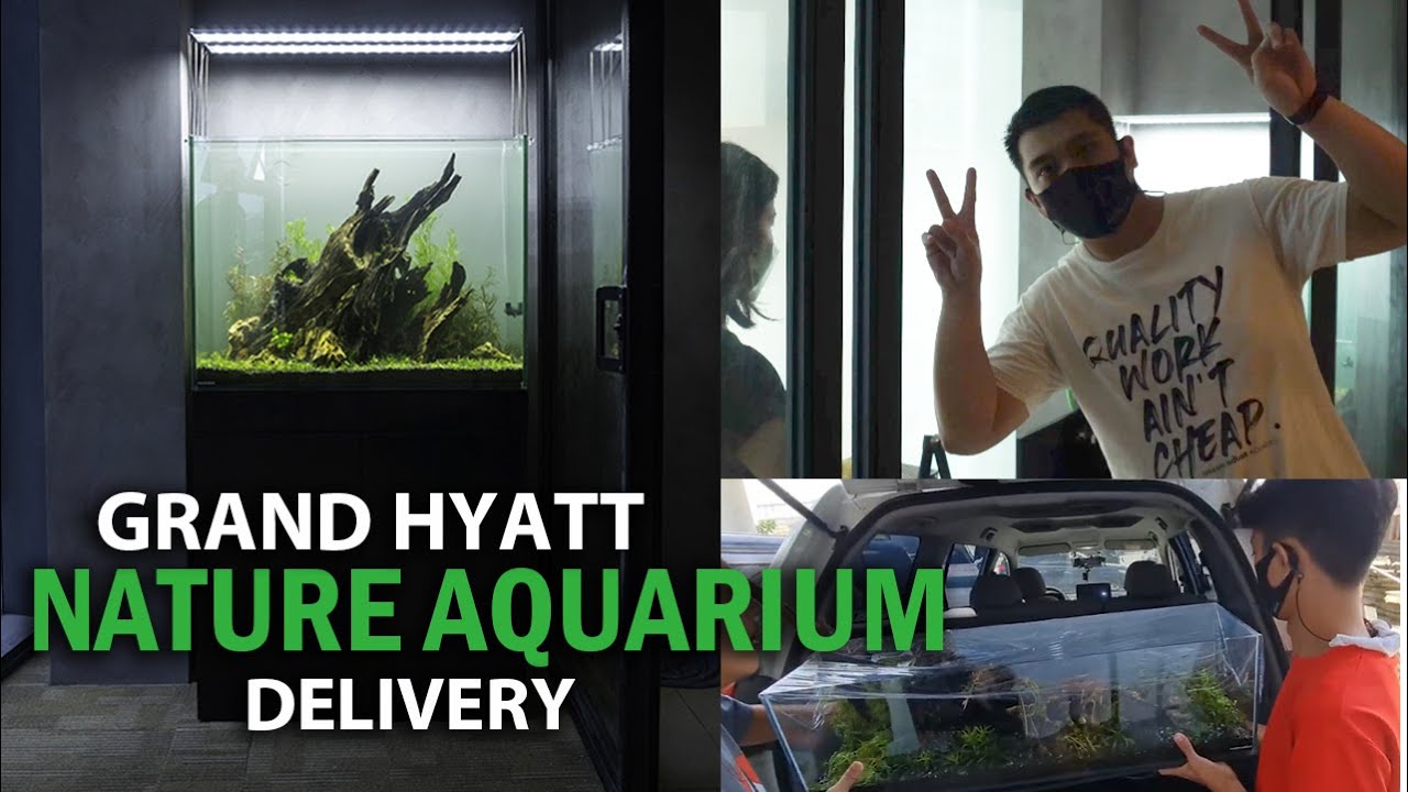 Gyatt Tank Grand Hyatt Residences Aquarium, Church Shallow Tank Delivery and ...