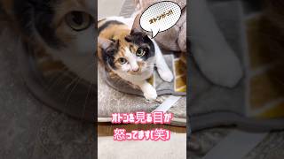爽やかな朝を邪魔された猫の怒りが怖かった(笑)