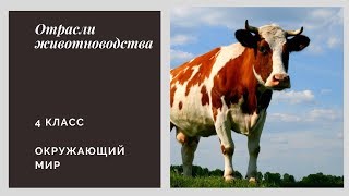 Отрасли животноводства