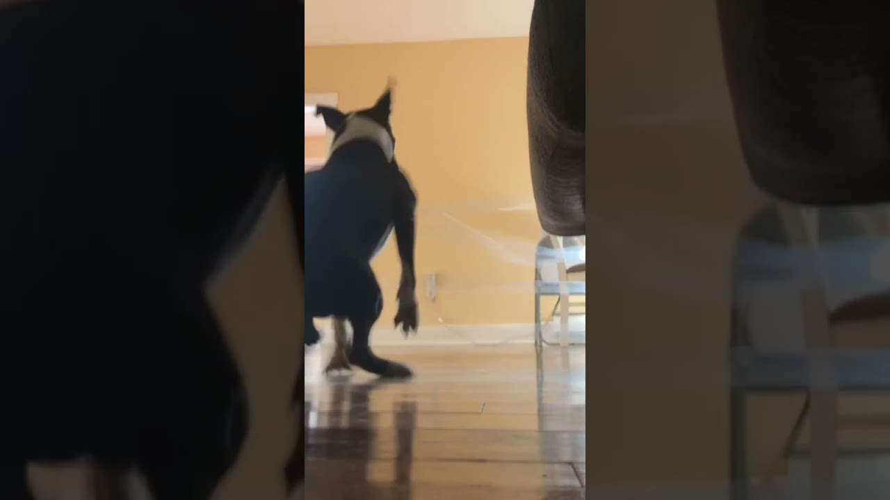 “Dog vs Invisible Wall 🪞🤣 