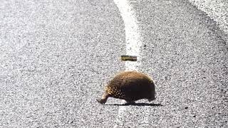 Echidna ハリモグラ