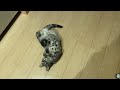 帰宅すると猫が転がります