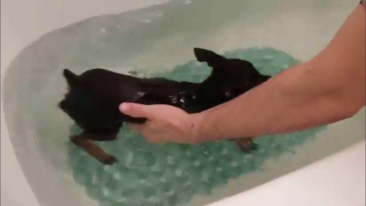 Как часто можно купать той терьера. Как купать щенка той терьера. Перхоть у йоркширского терьера. Как купать той терьера. Как мыть той терьера.