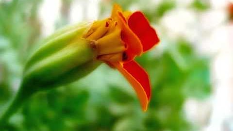 سورة الرعد يوسف كالو Surat Ar Ra'd Yousef Kalo