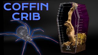 Black Widow Enclosure Set Up and Rehouse| How to set up Black Widow Enclosure| Coffin Crib