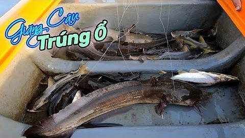 Thả Câu Ngay Ổ Cá Ngát Dính Hết Bầy | Gia Đình Cần Giờ .379 |