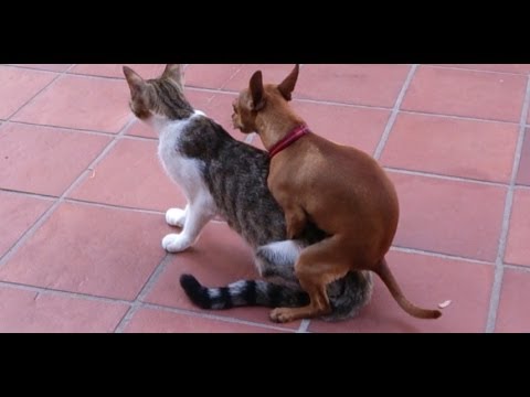 Dog and Cat in love - YouTube