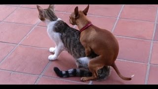 Dog and Cat in love