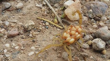 How to deal with scorpions in your home