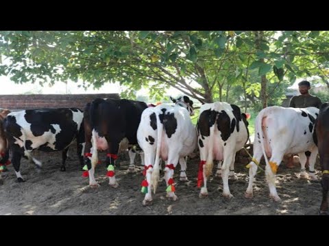 Biggest cows of pakistan /beautiful cow farm in pakistan / beautiful