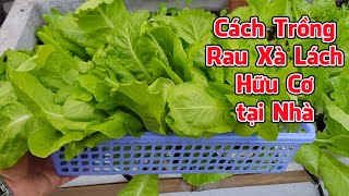 Cách trồng rau xà lách hữu cơ tại nhà