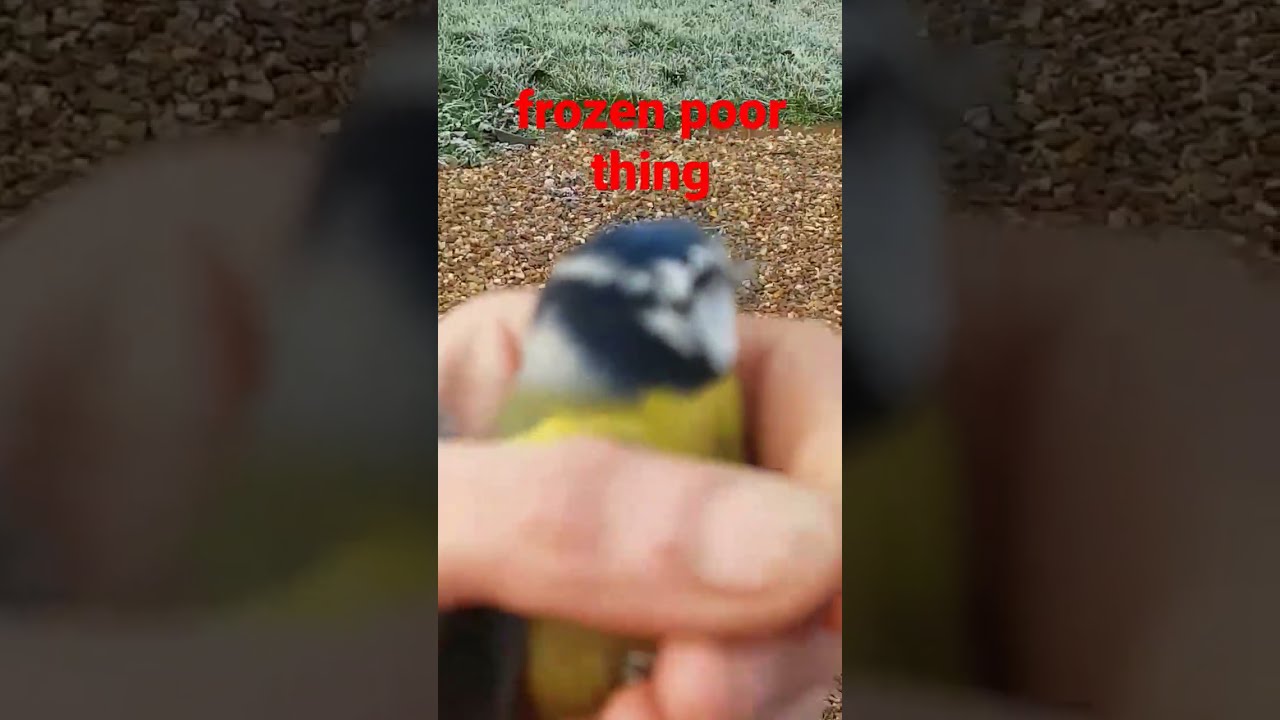 Saving A Frozen Blue Tit