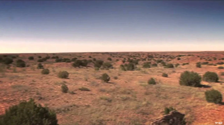 Predator Pursuit with Jeff Thomason - Texas Panhan...