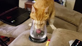 Cat Tries to Figure Out How Glasses Work by OldManStino 10,413 views 4 years ago 1 minute, 24 seconds