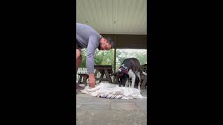 60 Second Enrichment Hack You and Your Dog will Love!