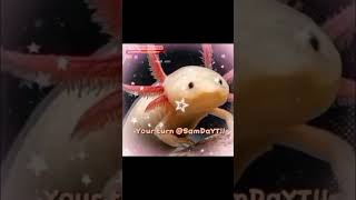 Axolotl Edit || Collab - @ZoeyStarTimez    || [Funk Sereno]