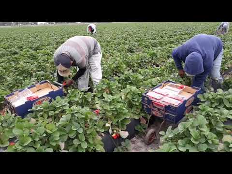 Video: Cómo Recoger Fresas
