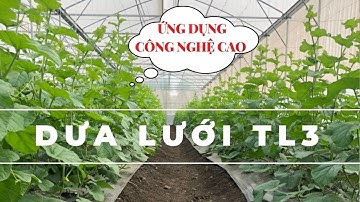 MÔ HÌNH DƯA LƯỚI CÔNG NGHỆ CAO SỬ DỤNG SẢN PHẨM HLC TỪ KHI XUỐNG GIỐNG TỚI NAY