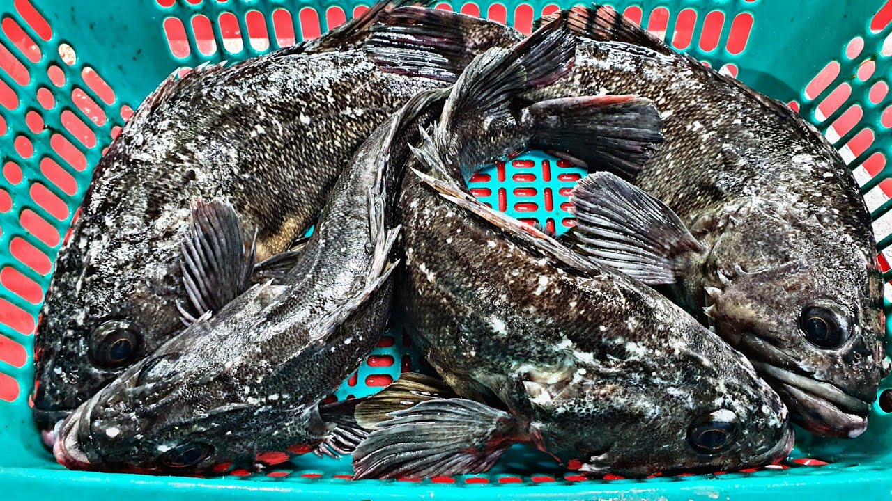 4 Rockfish Sashimi YouTube 4-rockfish-sashimi-youtube