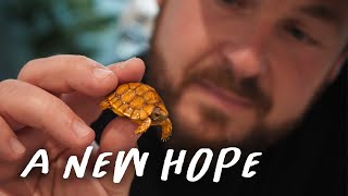 RARE Tortoise Hatches, First Ever!