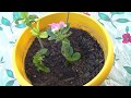 Como reproducir la hortensia por medio de esquejes