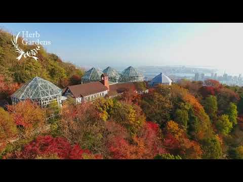 【公式】布引の紅葉2023｜神戸布引ハーブ園／ロープウェイ｜Kobe Nunobiki Herb Gardens &amp; Ropeway