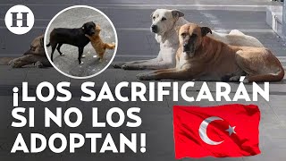 ¡Controvertida medida! 4 millones de perros podrían ser sacrificados en Turquía sino son adoptados