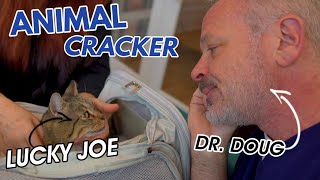 RESCUE CAT WADDLES into DR. DOUG's HEART ❤