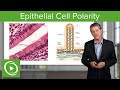 Epithelial Cell Polarity  – Histology | Lecturio