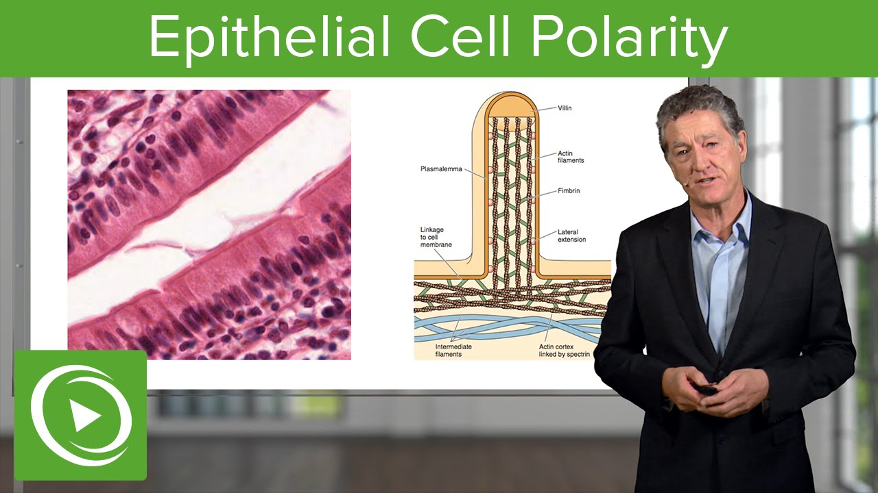 Epithelial Cell Polarity  – Histology | Lecturio