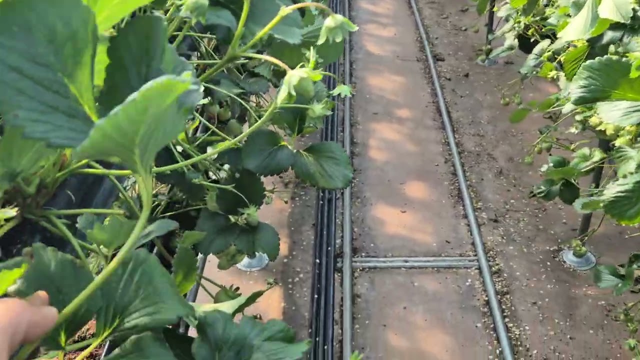 [효소농법/진주 수곡 2/4] 초세(세력)와 활력(생기)에 집중하면 나머지는 따라옵니다. 010-3050-0335.