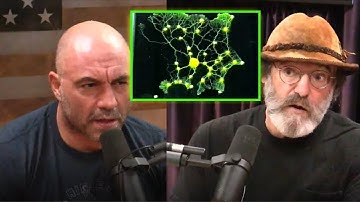 Did Slime Mold, An Amoeba Designed the Japanese Subway System???