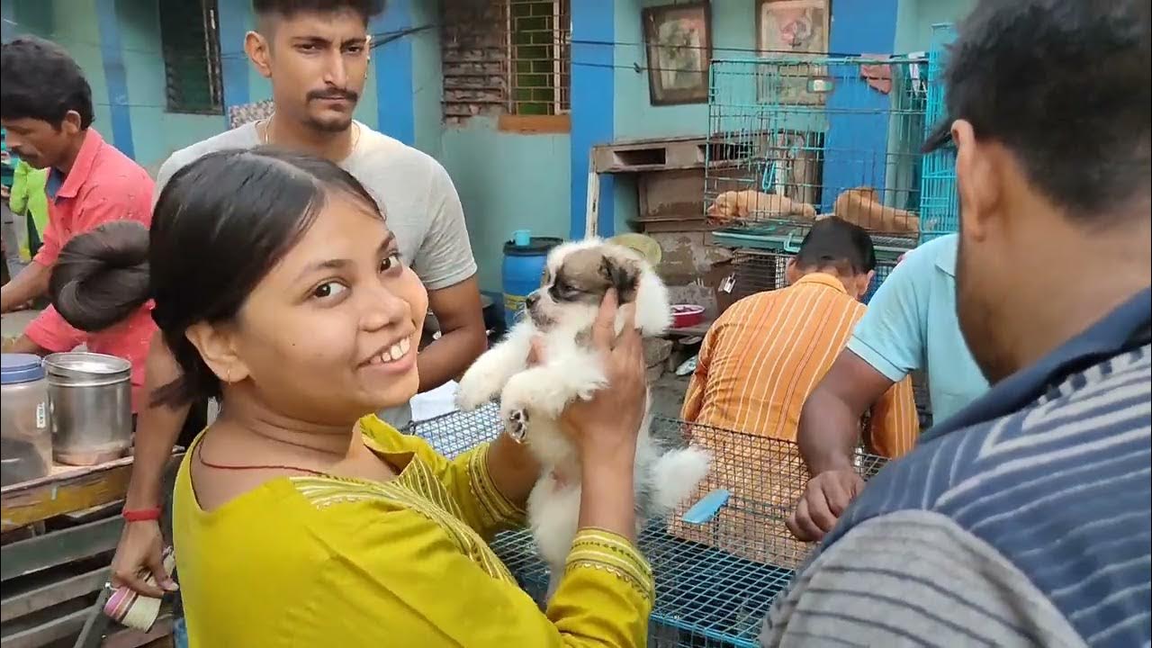 Recent Dog Puppy Price Update Serampore Pet Market Pet Market Kolkata Shirampur Dog